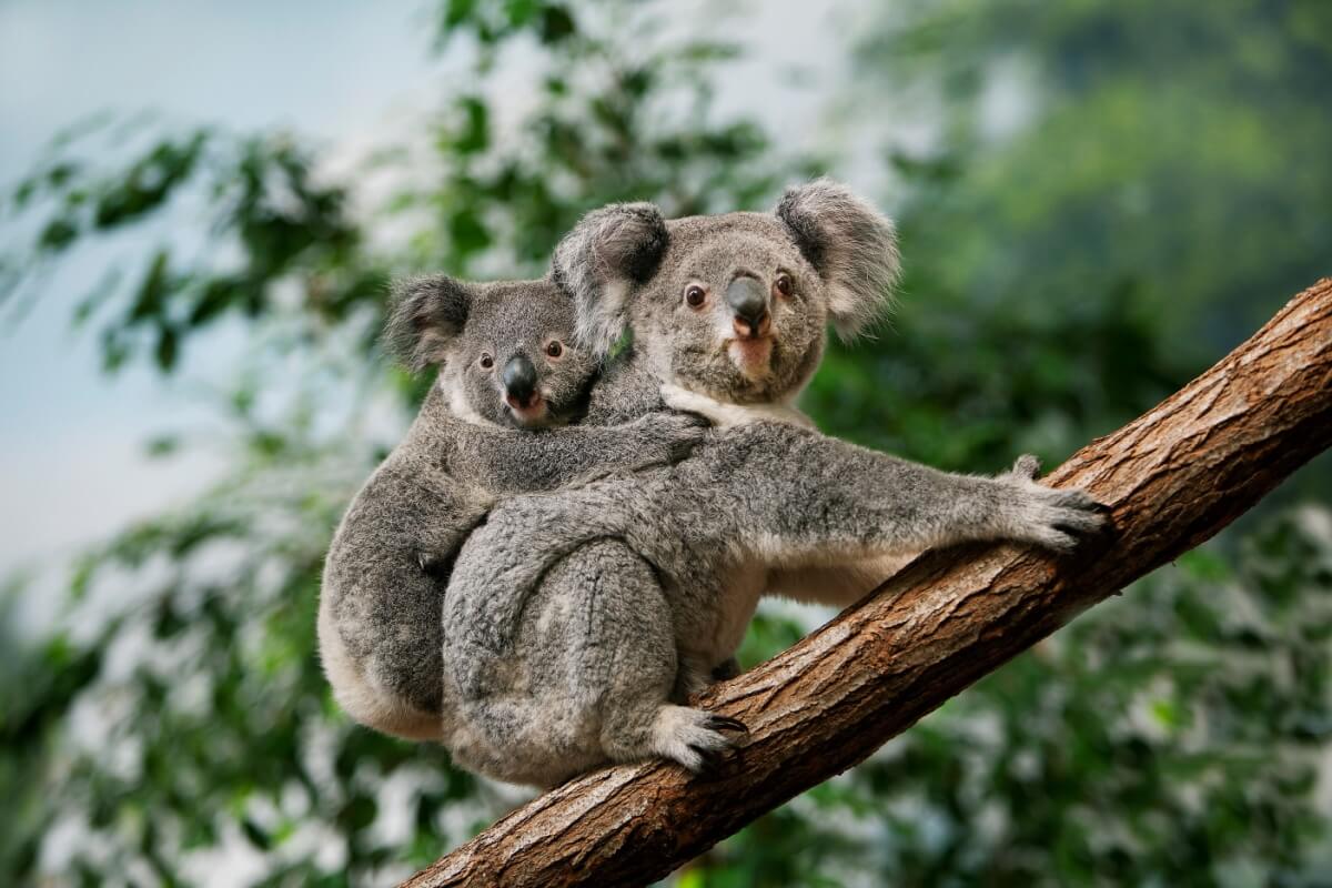 animais